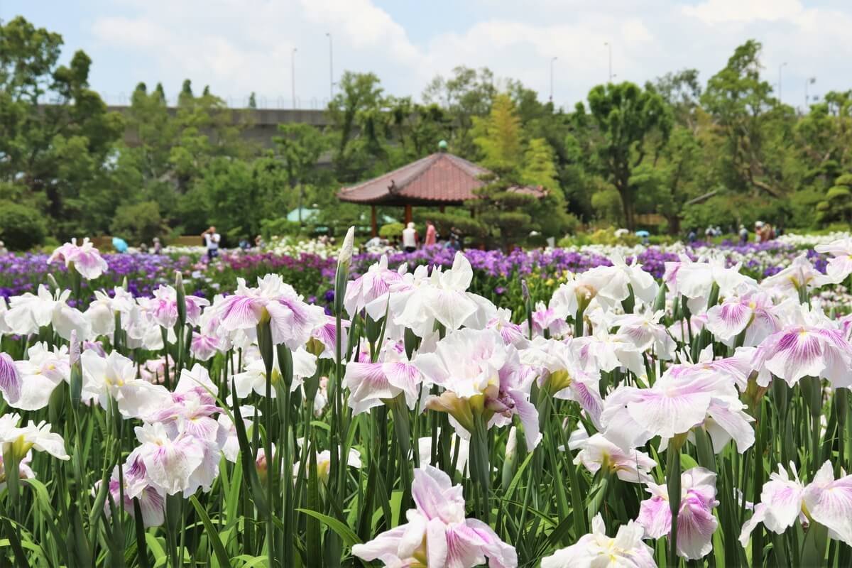 🌼 야마토 중앙공원 창포원 (야마토추오코엔 하나쇼부엔) 이미지 6